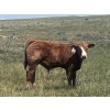 Image 9 : Mashon Ranches - 675# October Delivery Steer Calves - 90 Head (Homestead Coulee, AB)