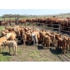 Image 5 : McComish Ranches - 650# December Delivery Weaned Steers - 92 Head (Stettler, AB)