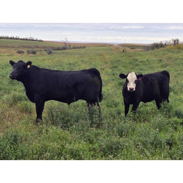 Dalbey Farms - 660# October Delivery Steer Calves - 55 Head (Dalum, AB)
