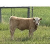 Image 4 : Eagle Creek Ranching Ltd. - 625# October Delivery Steer Calves - 90 Head (Sundre, AB)
