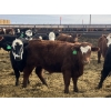Image 6 : Jarokosky Feedlot - 900# March Delivery Steers - 70 Head (Lethbridge, AB)