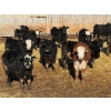 Image 3 : Doerksen Farms - 790# February Delivery Steers - 78 Head (Gem, AB)