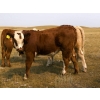 Image 11 : Alvin Sandum Family - 670# Steer Calves - 94 Head (Hussar, AB)