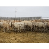 Image 5 : Vossepoel Cattle Co. - 680# December Delivery Weaned Steers - 250 Head (Tilley, AB)