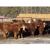 Image 2 : Hopper Farms/Jace Poffenroth - 900# March Delivery Steers - 68 Head (Eckville, AB)