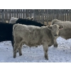 Image 10 : Winnifred Colony Farming Ltd. - 790# December Delivery Weaned Steers - 78 Head (Winnifred, AB)
