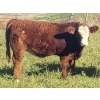 Image 4 : Squaw Valley Ranch - 740# October Steer Calves - 85 Head (Lumby, BC)