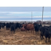 Image 6 : Lyle & Lucas Parker - 770# April Delivery Heifers - 80 Head (Marwayne, AB)