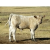 Image 5 : Douglass Cattle Co. - 585# November Delivery Steer Calves - 95 Head (Finnegan, AB)