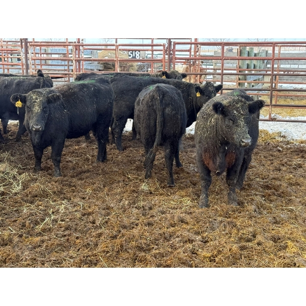 Lance Schelske - 16 Heifers (Pen 515)