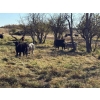 Image 7 : George Ranching - 600# November Delivery Steer Calves - 100 Head (Marwayne, AB)