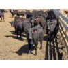 Image 2 : Amber Mountain Farms - 640# May Delivery Heifers - 205 Head (Vauxhall, AB)