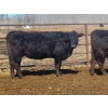 Image 6 : Double X Management - 44 Open Cows/Heiferettes (Langruth, MB)