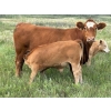 Image 5 : Richard & Bonnie Clubbe - 620# September Delivery Steer Calves - 45 Head (Caron, SK)