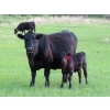 Image 5 : Knapp Farms - 500# November Delivery Heifer Calves - 100 Head (Southey, SK)