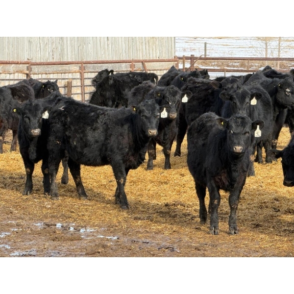 Leon Torkelson - 30 Black Replacement Heifers (Millicent, AB)