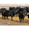Image 1 : Leon Torkelson - 30 Black Replacement Heifers (Millicent, AB)