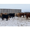 Image 5 : Hines Ranching - 875# February Delivery Yearling Steers - 70 Head (Marwayne, AB)