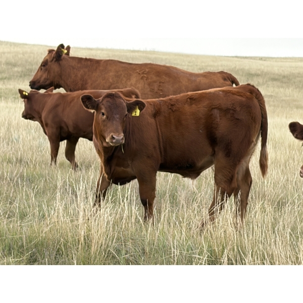 Evans Family (Gary, Carla & Keith) - 630# November Delivery Steer Calves - 95 Head (Bassano, AB)