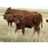 Image 1 : Evans Family (Gary, Carla & Keith) - 630# November Delivery Steer Calves - 95 Head (Bassano, AB)