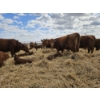 Image 13 : Rolling N Ranches (Nolan & Amanda Osadczuk) - 8 Red Heifer Pairs (Pen F7)