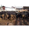 Image 11 : Fridlington Family Farms - 735# March Delivery Heifers - 80 Head (Kersley, BC)