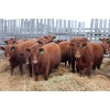 Image 2 : RA3 Farms - 19 Red/Red X February/March Calving Bred Heifers (Carmangay, AB)