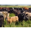 Image 4 : Ramage Land & Cattle - 550# November Delivery Steer Calves - 65 Head (Fairlight, SK) VBP+
