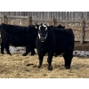 Image 3 : Hawk Ranching - 970# March Delivery Steers - 65 Head (Nanton, AB)