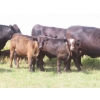 Image 11 : Pleasant Vista Farms - 675# October Delivery Steer Calves - 90 Head (Peebles, SK)