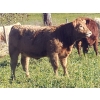 Image 5 : Squaw Valley Ranch - 730# October Delivery Heifer Calves - 80 Head (Lumby, BC)