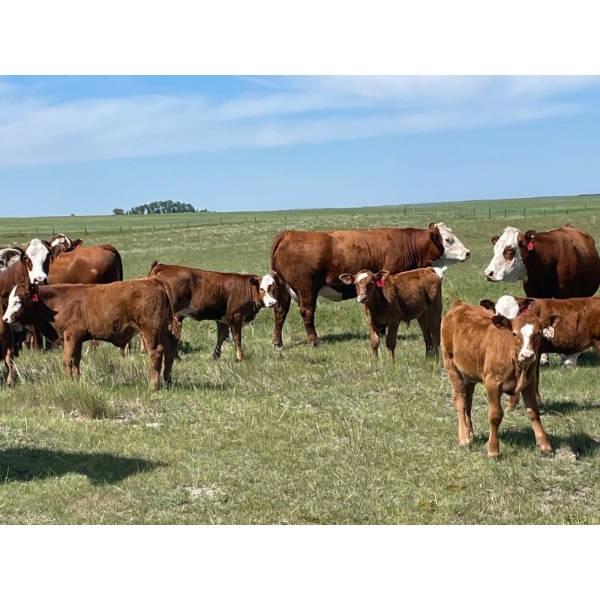 Bar S Cattle Co. - 485# September Delivery Steer Calves - 120 Head (Moose Jaw, SK)