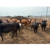 Image 9 : Roseburn Ranches - 980# October Delivery Heifers - 175 Head (High River, AB)
