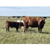 Image 5 : K Griffith Ranching - 615# November Delivery Steer Calves - 95 Head (Delia, AB)