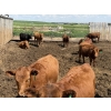 Image 9 : Alberta Prime Customer - 725# July/Aug Delivery Heifers - 70 Head (Monarch, AB)