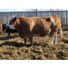 Image 8 : Cunningham Cattle Co. - 1750# Fed Cows - 36 Head (Sundre, AB)