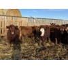 Image 9 : South Ridge Simmentals - 680# Jan/Feb Delivery Heifers - 90 Head (Monarch, AB)