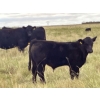 Image 5 : Hobman Livestock - 570# October Steer Calves - 103 Head (Nokomis, SK)