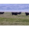 Image 9 : Josh Maser - 530# November Delivery Steer Calves - 195 Head (Elkwater, AB)