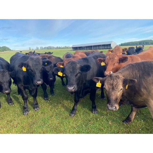 Pembina Ranching - 1050# July Delivery Grass Steers - 59 Head (Drayton Valley, AB)