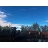 Image 14 : Chris Bartel - 1075# July Delivery Steers - 55 Head (Fort Vermilion, AB)
