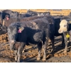 Image 7 : Habraken Farms Ltd. - 830# April Delivery Heifers - 64 Head (Scandia, AB)