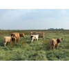Image 7 : Malarky Farms - 25 Char/Char X Cow/Calf Pairs (Newdale, MB)