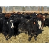 Image 6 : Attema Farms Ltd. - 970# February Delivery Steers - 64 Head (Bentley, AB)