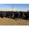 Image 4 : 9 Bar Ranch - 700# February Delivery Heifers - 90 Head (Taber, AB) VBP+