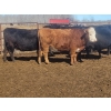 Image 7 : Double X Management - 44 Open Cows/Heiferettes (Langruth, MB)