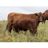 Image 6 : FM Livestock / Anchor P Farms - 720# November Delivery Steer Calves - 85 Head (Bentley, AB)