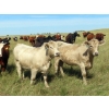 Image 7 : 20/20 Ranching Ltd. - 900# September Delivery Grass Heifers - 210 Head (Midale, SK)
