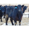Image 15 : Justin & Kryston Tateson - 900# March Delivery Weaned Steers - 200 Head (Scandia, AB)