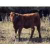 Image 3 : Twin Arrows Ranch -  580# October Delivery Heifer Calves - 105 Head (Erskine, AB)